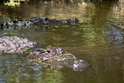 View of alligator swimming in water