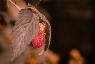 Close-up of wilted plant