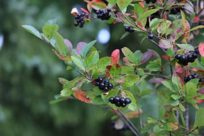 Close-up of berries growing on tree