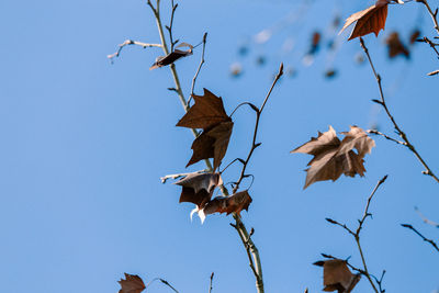 Low angle view of birds flying against the sky