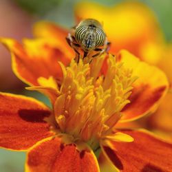 Close-up of insect on flower