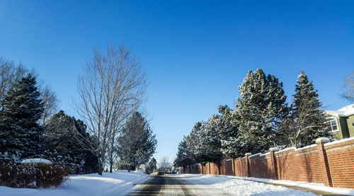 Bare trees against clear blue sky during winter