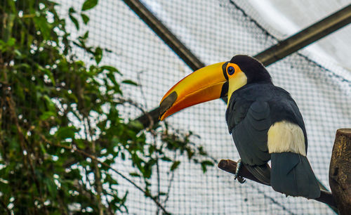 Low angle view of bird perching on tree