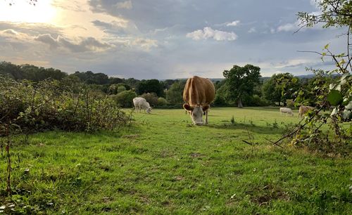 Horses grazing in a field