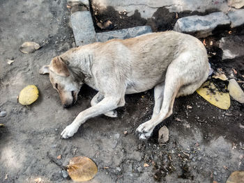 Stray dog sleeping on street