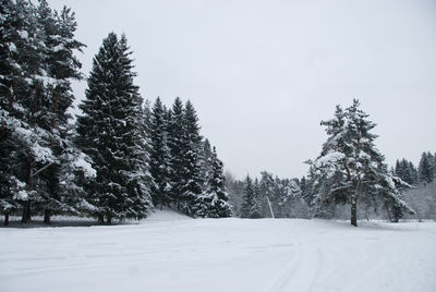 Trees against sky during winter