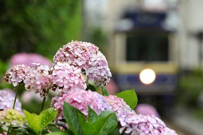 Close-up of pink flowering plant