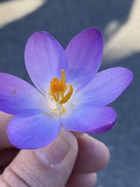 Close-up of hand holding purple flower