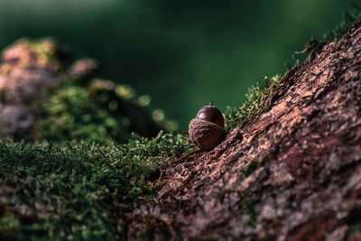 Close-up of acorn on tree