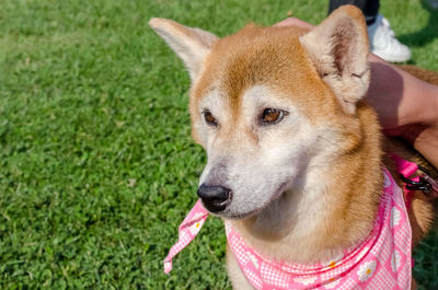 Close-up portrait of dog