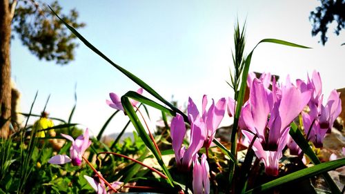 Close-up of pink flowers blooming on field against sky