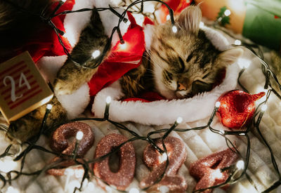 Portrait of one small brown fluffy kitten in a santa claus costume sleeping at night on a sofa 