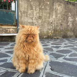 Persian cat on footpath