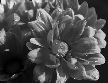 Close-up of flowers