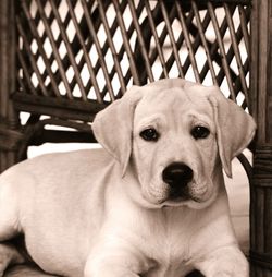 Portrait of a dog