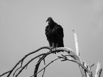 Low angle view of bird perching on branch against sky