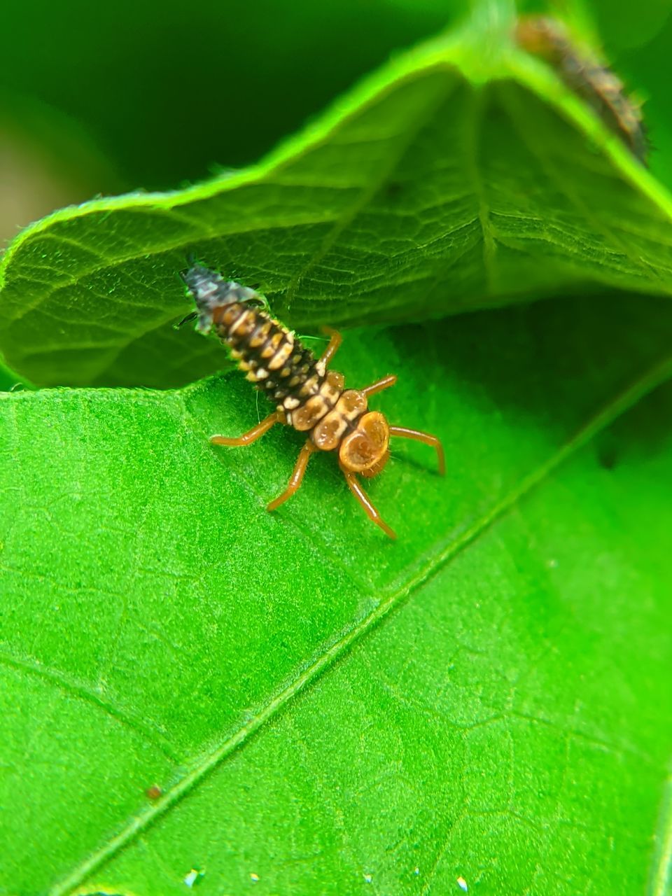 animal themes, animal, leaf, plant part, animal wildlife, green, insect, wildlife, one animal, macro photography, nature, close-up, no people, plant, day, outdoors, leaf vein, beauty in nature, zoology, macro