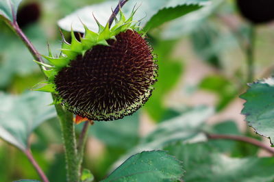 Close-up of wilted plant