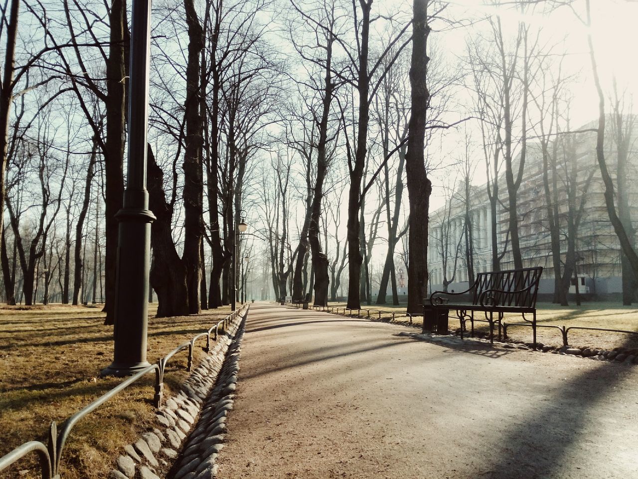 tree, bare tree, the way forward, tree trunk, branch, tranquility, diminishing perspective, transportation, tranquil scene, vanishing point, empty, road, nature, long, footpath, sky, day, clear sky, shadow, no people