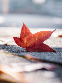 Close-up of maple leaf on autumnal leaves