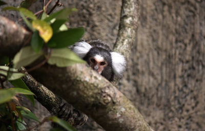 Portrait of common marmoset at forest