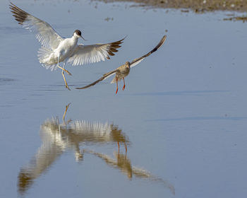 Bird flying over lake