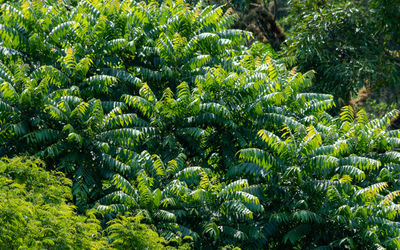 Close-up of tree growing in forest