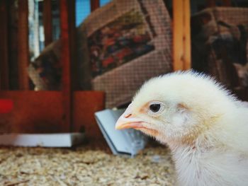 Profile view of chick at barn