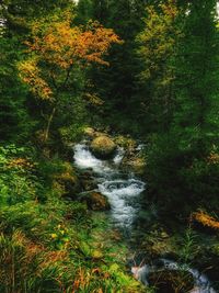 Scenic view of waterfall in forest