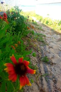 Close-up of flower blooming on field