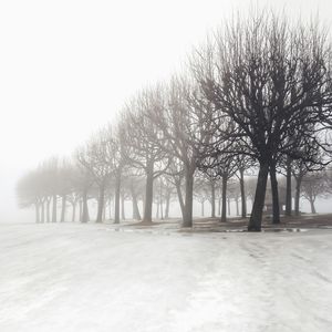 Bare trees on field