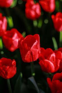 Close-up of red tulips