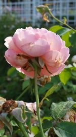 Close-up of pink flower blooming outdoors