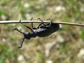 Close-up of black beetle on stick