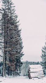 Pine trees on snow covered field against clear sky