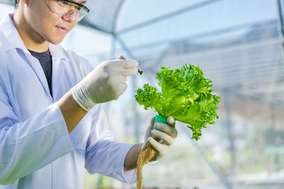 Midsection of man examining vegetable in greenhouse