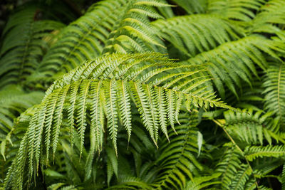 Full frame shot of fern leaves