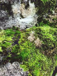 High angle view of water flowing through rocks in forest