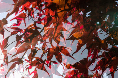 Low angle view of maple tree