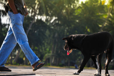 Dog ready biting a mans leg, aggressive dog biting man leg.social problem of mad homeless pets