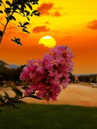 Close-up of pink flowers against sunset