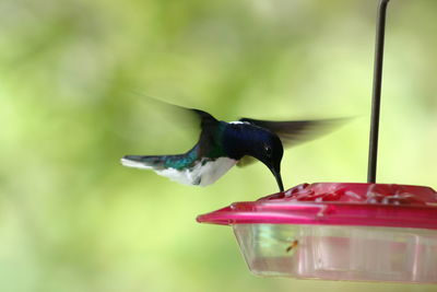 Close-up of bird perching on feeder