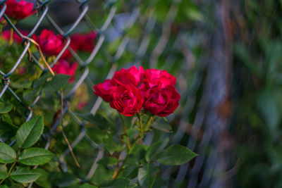 Close-up of red flower blooming outdoors