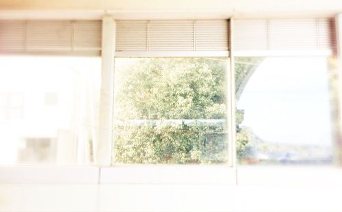 Close-up of plants against window