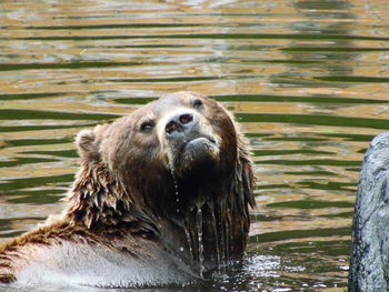 Close-up of lion in lake