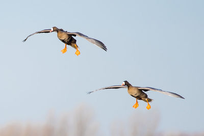 Bird flying against clear sky