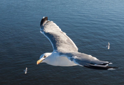 Seagull flying over sea