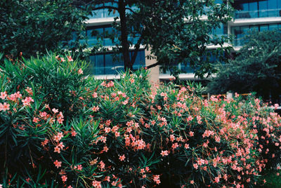 Flowering plants and trees by building