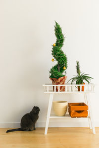 Cat sitting against white background