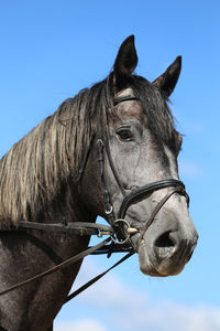 Close-up of a horse against clear blue sky